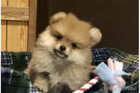 成約済の千葉県のミックス犬-160439の1枚目